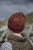 GudrunJohnston_ShetlandShades_Scord1.jpg